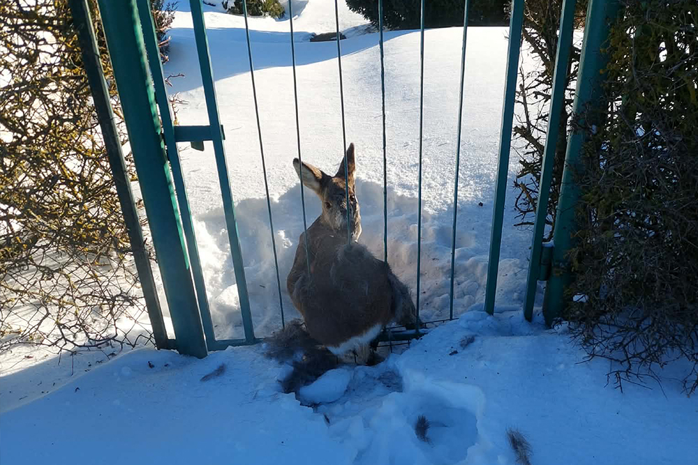 Šventojoje – neįprasta gelbėjimo operacija: ugniagesiai išlaisvino vartuose įstrigusią stirną