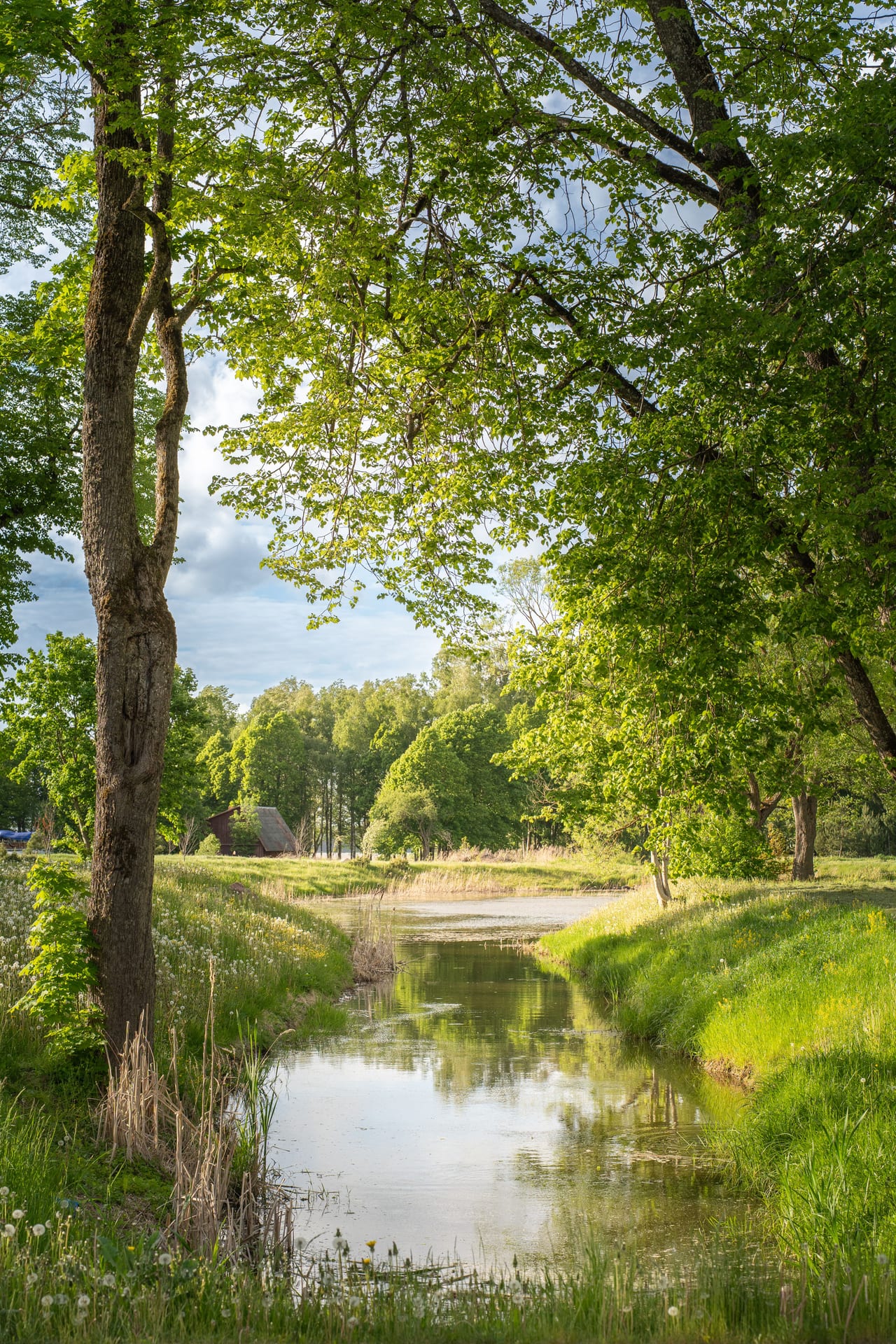 Serene landscape of a river in a lush Lithuanian countryside with trees and calm water reflections.
