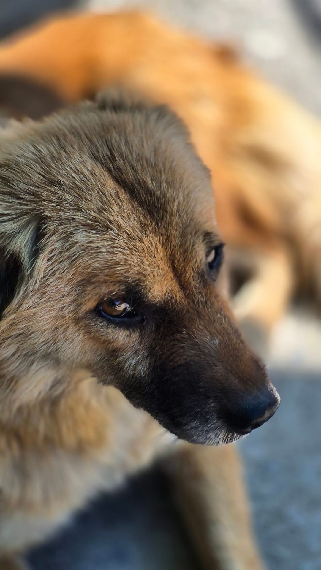 Detailed image of a brown dog with attentive eyes, captured outdoors. Vibrant fur and expressions add warmth.